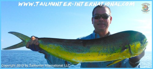 Dorado don busse tags 10-13