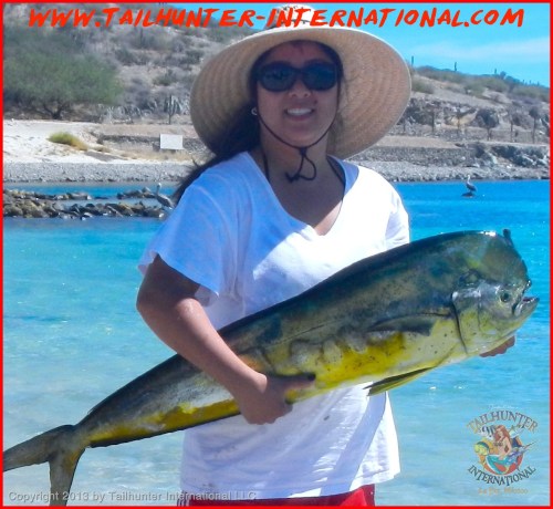 dorado lisa tags 10-13