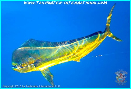 dorado underwater tags 10-13