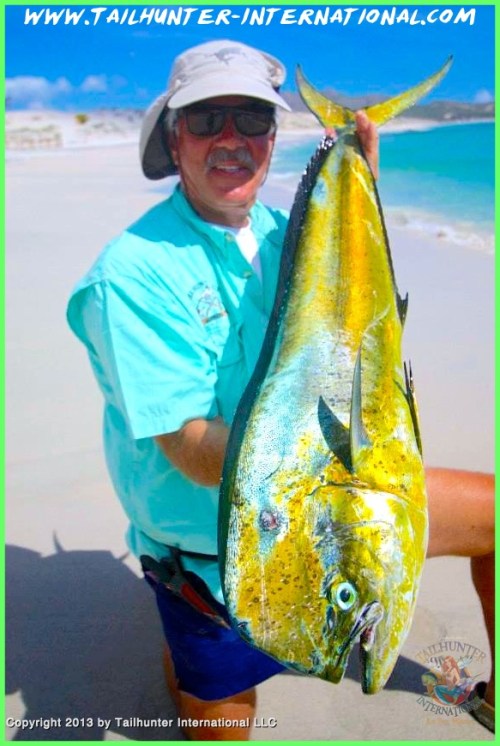 Wagner dorado tags 10-13