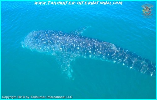 whaleshark tags 10-13