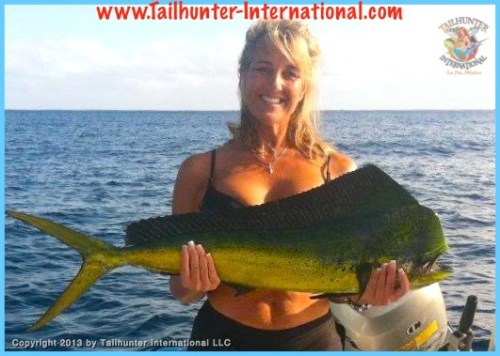 AMY dorado 11-13 tags