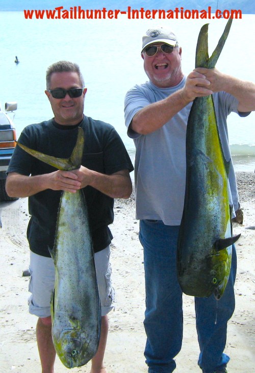 dorado jeff scott small tags 10-13