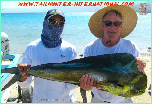 dorado leo tags small 10-13