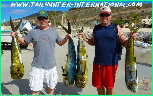 dorado tags small 12-13 sucre