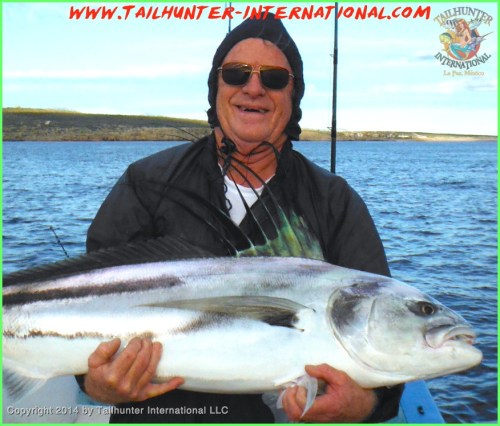 rooster llew tags small 12-13