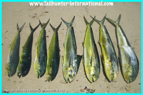 dorado on beach tags 1-14