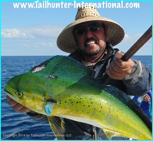 Jorge dorado small tags