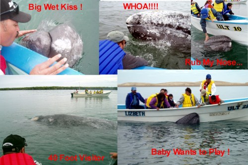 Whalewatchcollage300tags