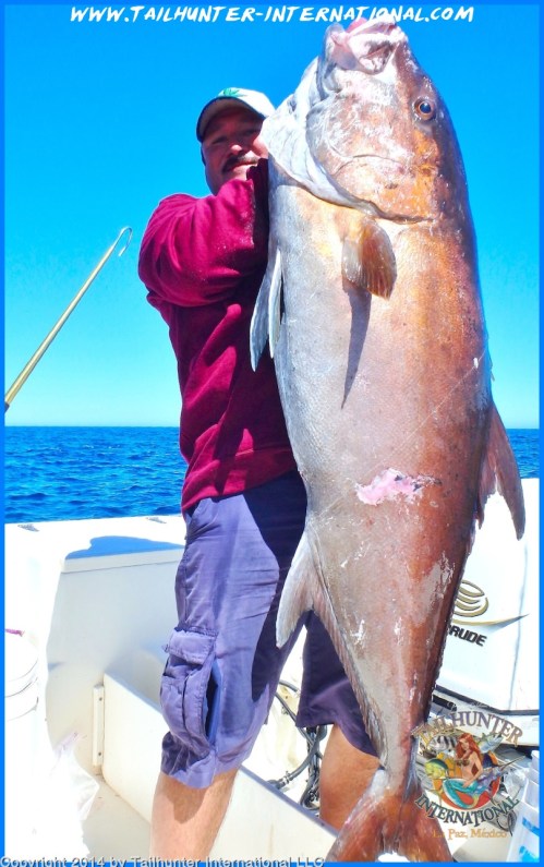 amberjack hugo tags small 2-14