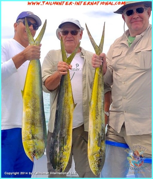 dorado brown 3-14 tags