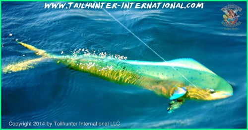 dorado water tags 3-14