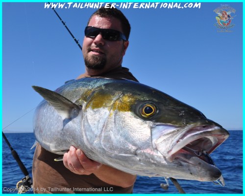 Joe yellowtail tags small 2-14