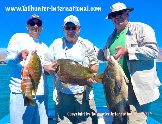 cabrilla pargo brown brothers joel tags 3-14