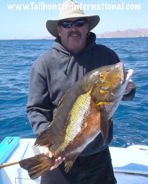 Pargo Tim Butterworth tags 4-14