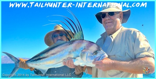 rooster miles brown tags 3-14