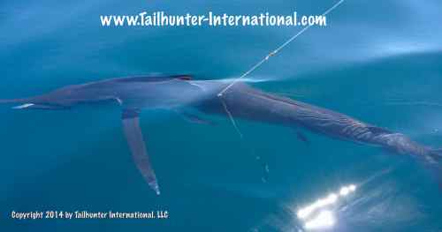 striper in water tags 4-14