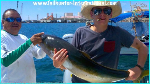 yellowtail peter koschnitzke small tags 4-14