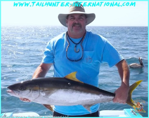 yellowtail Tim Butterworth tags small 4-13