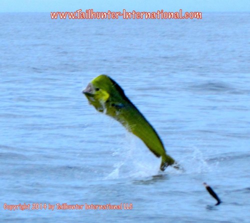 jumping dorado tags small 7-14