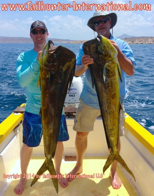 dorado Leif and George dorado tags 8-14