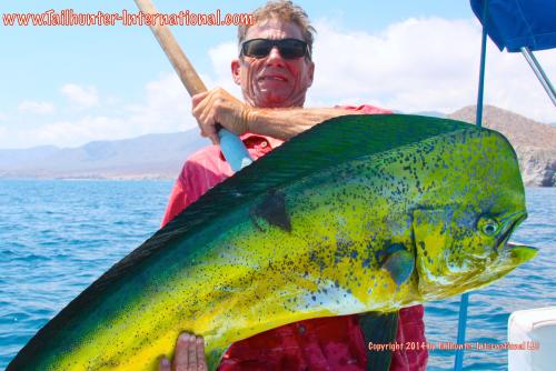 Randy Payne tags small dorado 8-14