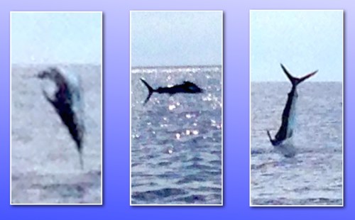 McKenzie marlin jumping collage 8-14