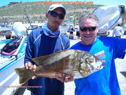 Pargo mike delaney tags small 9-14