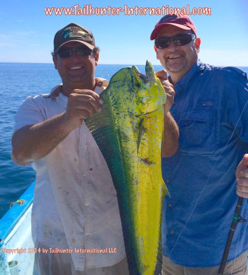 dorado marty tags 11-14 small