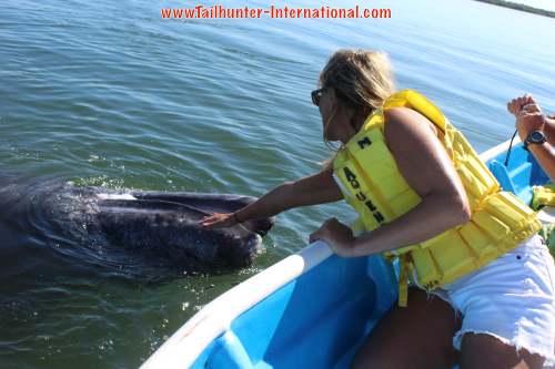 Amy Kasper 3 tags whales 2-15