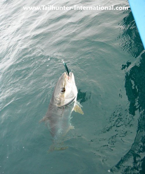 yellowtail hanging on jig tags 3-12