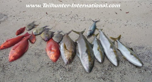 yellowtail pargo snapper triggers sierra tags