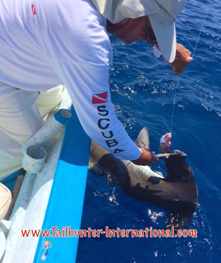 Donna hammerhead tags 5-15