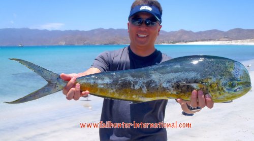 Nyle Miyamoto tags dorado 5-15