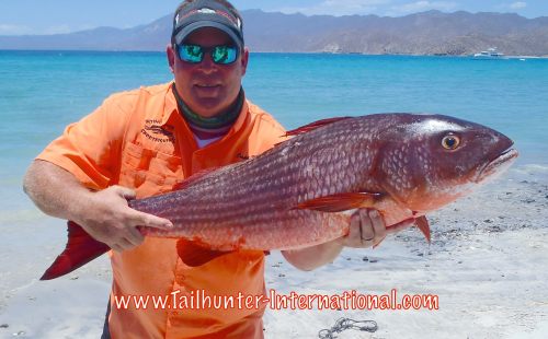 Mike gravert tags pargo 6-15