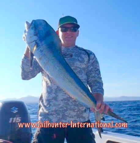 dorado scott harvey tags 8-15