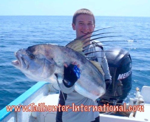 rooster andrew harvey tags 8-15