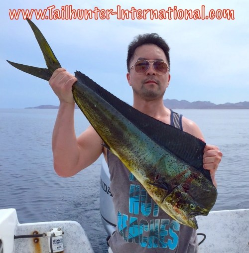 Thai Foo dorado tags 8-15