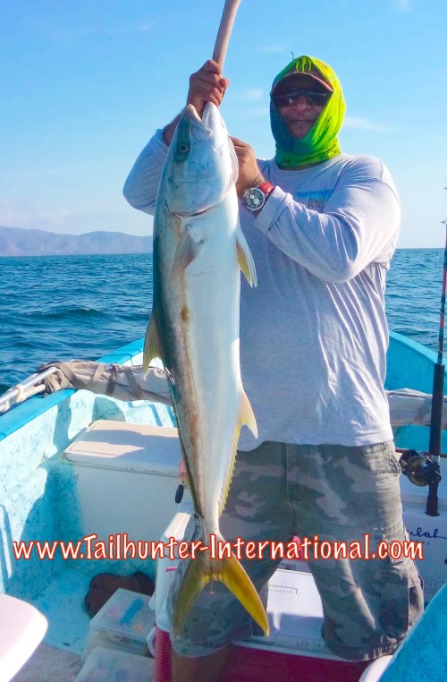 yellowtail jorge tags 8-15