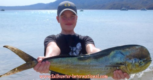 dorado ayden 11-15 tags