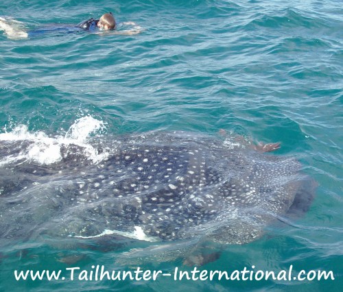 whaleshark 1 tags 11-12