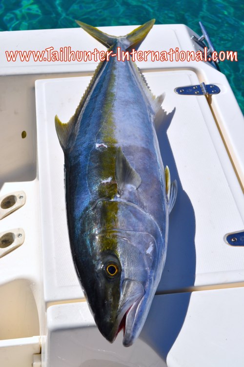 yellowtail 1-16 tags