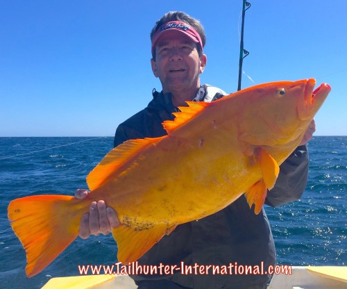 golden grouper ken 2-16 tags