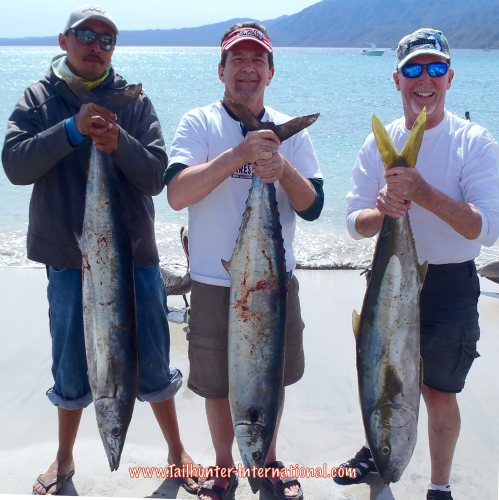 trio yellowtail wahoo 2-16 tags