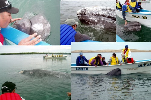 We are smack in the middle of the migration of the gray whales and our whalewatching trips to Magdalena Bay. Ask us about our daily trips! This is a great family opportunity to get up close with these gentle giants!