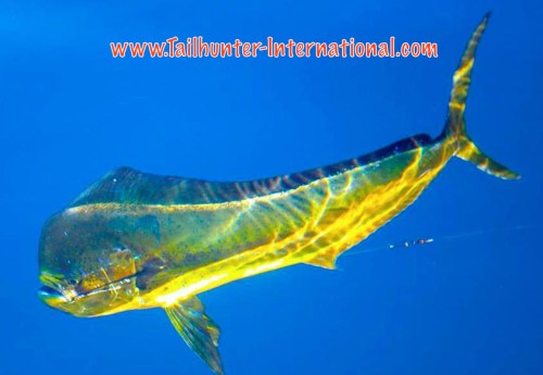 Every indication that the waters are warming with the dorado moving into the area. Thanks for Gary Wagner for his underwater shot of this bull in Muertos Bay on the hook 