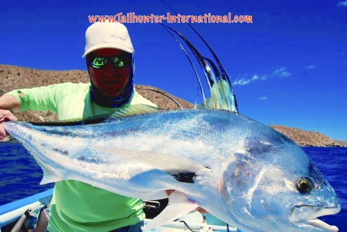 rooster Damon Harvey 4-16 tags