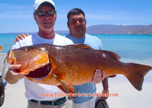 Jay Gibbons tags 5-16 dogtooth