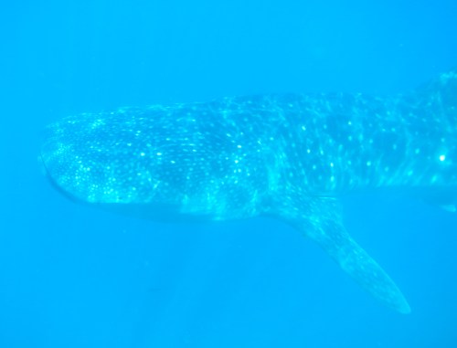 side of whale shark
