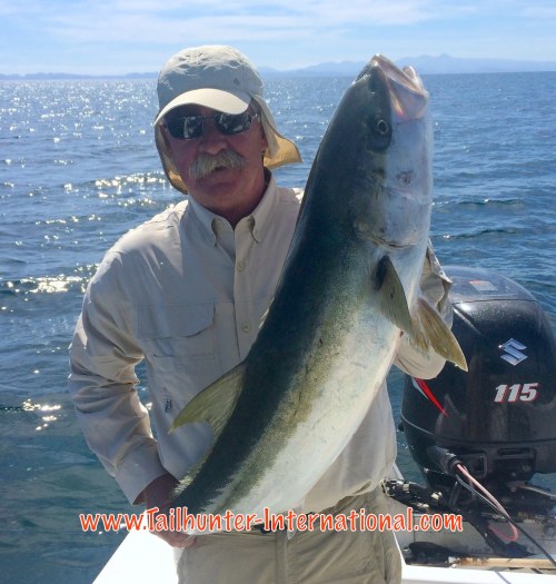 Tom Ames tags yellowtail 5-16